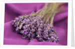 A bouquet of lavender flowers on a purple canvas by Anonymous