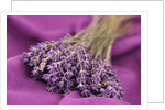 A bouquet of lavender flowers on a purple canvas by Anonymous