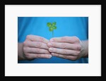 Man holding four-leaf clover by Anonymous