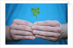 Man holding four-leaf clover by Anonymous