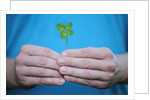 Man holding four-leaf clover by Anonymous