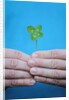 Man holding four-leaf clover by Anonymous