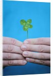 Man holding four-leaf clover by Anonymous