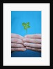 Man holding four-leaf clover by Anonymous