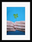 Man holding four-leaf clover by Anonymous