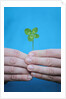 Man holding four-leaf clover by Anonymous