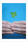 Man holding four-leaf clover by Anonymous