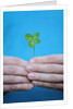 Man holding four-leaf clover by Anonymous
