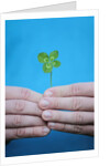 Man holding four-leaf clover by Anonymous