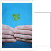 Man holding four-leaf clover by Anonymous