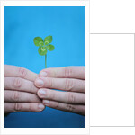 Man holding four-leaf clover by Anonymous