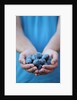Man in blue t-shirt holds plum fruits in his palms by Anonymous
