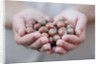 Man in khaki t-shirt holds hazelnuts in his palms by Anonymous