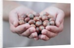 Man in khaki t-shirt holds hazelnuts in his palms by Anonymous