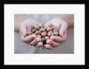 Man in khaki t-shirt holds hazelnuts in his palms by Anonymous