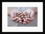 Man in khaki t-shirt holds hazelnuts in his palms by Anonymous