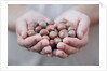 Man in khaki t-shirt holds hazelnuts in his palms by Anonymous
