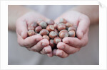 Man in khaki t-shirt holds hazelnuts in his palms by Anonymous