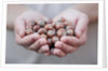 Man in khaki t-shirt holds hazelnuts in his palms by Anonymous