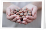 Man in khaki t-shirt holds hazelnuts in his palms by Anonymous