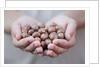 Man in khaki t-shirt holds hazelnuts in his palms by Anonymous