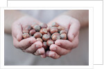 Man in khaki t-shirt holds hazelnuts in his palms by Anonymous
