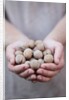 Man in khaki t-shirt holds walnuts in his palms by Anonymous