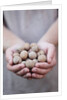 Man in khaki t-shirt holds walnuts in his palms by Anonymous