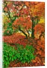 Lace leaf Japanese maple and red maple trees in garden in Portland, Oregon by Anonymous