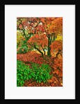 Lace leaf Japanese maple and red maple trees in garden in Portland, Oregon by Anonymous