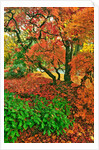 Lace leaf Japanese maple and red maple trees in garden in Portland, Oregon by Anonymous