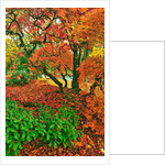 Lace leaf Japanese maple and red maple trees in garden in Portland, Oregon by Anonymous
