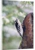 Downy Woodpecker by Anonymous
