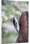 Downy Woodpecker by Anonymous