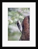 Downy Woodpecker by Anonymous