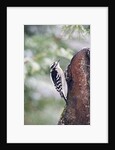 Downy Woodpecker by Anonymous