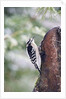 Downy Woodpecker by Anonymous