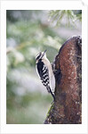 Downy Woodpecker by Anonymous