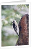 Downy Woodpecker by Anonymous