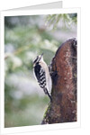 Downy Woodpecker by Anonymous