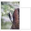 Downy Woodpecker by Anonymous