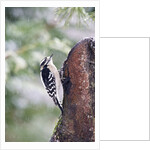 Downy Woodpecker by Anonymous