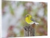 Pine Warbler by Anonymous