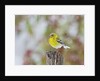 Pine Warbler by Anonymous