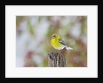 Pine Warbler by Anonymous