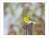 Pine Warbler by Anonymous