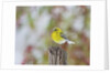 Pine Warbler by Anonymous