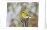 Pine Warbler by Anonymous