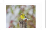Pine Warbler by Anonymous