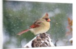 Northern Cardinal by Anonymous